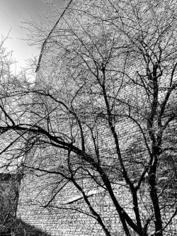 Patrick LANDMANN Nature arbre mur noir et blanc