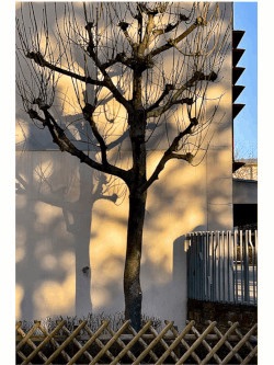 Patrick LANDMANN Nature arbre ombre couleur