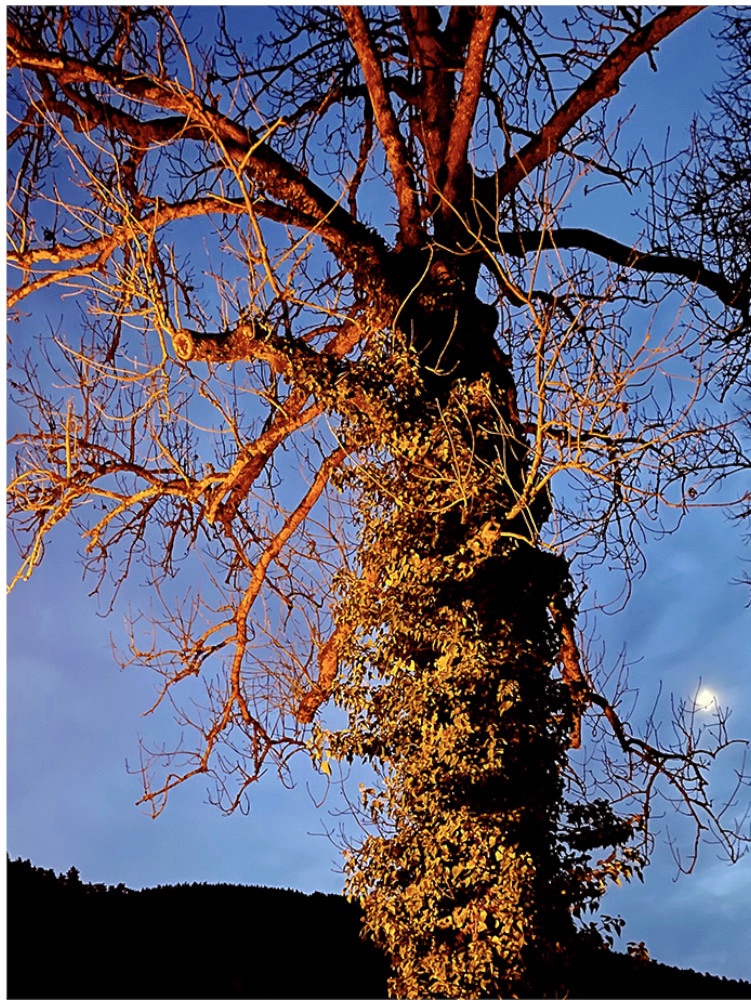 Patrick LANDMANN Nature arbre orange