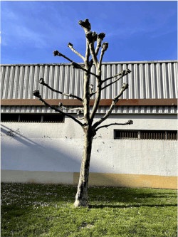 Patrick LANDMANN Nature arbre taille